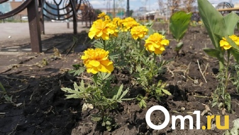 На Левом берегу Омска открылась ярмарка для садоводов «Весенний сад»