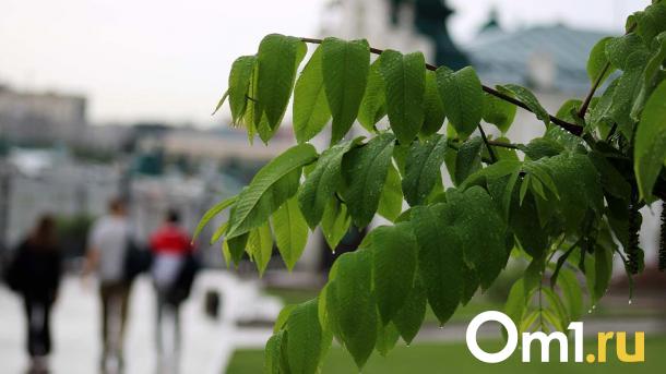 В Омской области неделя начнётся с дождей