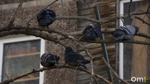 В Омске предлагали почистить чердак от птичьего помёта за полмиллиона рублей
