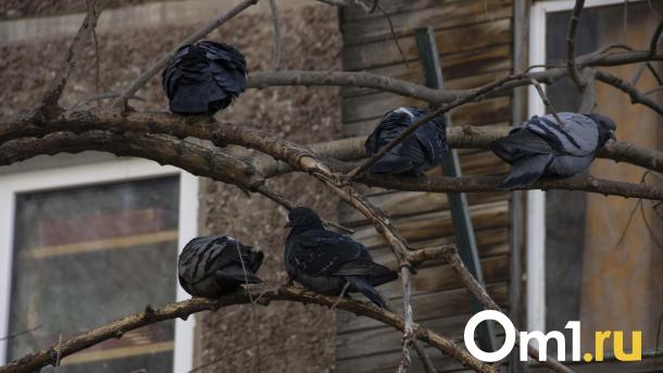 В Омске предлагали почистить чердак от птичьего помёта за полмиллиона рублей