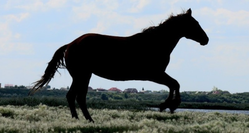 Horse shot. Лошадь 4 года. Лошадка Ош. Конезаводский цветов. 3,14конь.