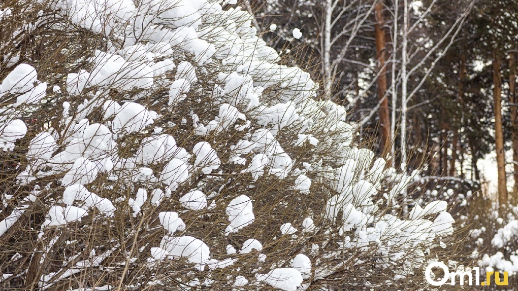 Неделя морозов в Новосибирске завершится 6 декабря снегопадом