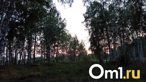 Сжирают даже траву: омичи в ужасе от нашествия гусениц в лесах