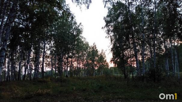 Сжирают даже траву: омичи в ужасе от нашествия гусениц в лесах