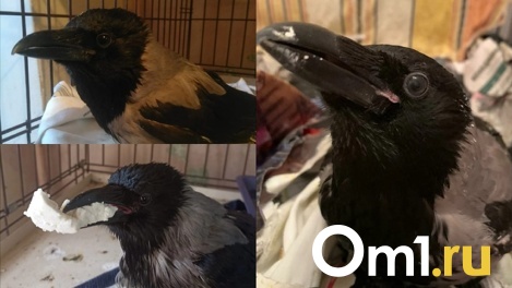 Ворон-инвалид мечтает об общении: жительница Новосибирска ухаживает за особенной птицей