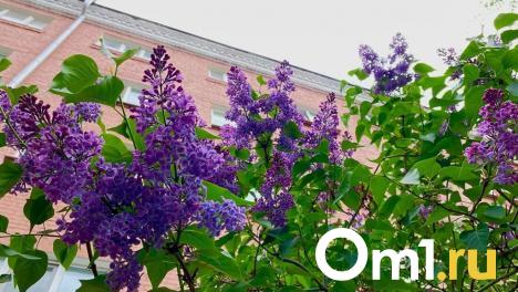 За порчу сирени омичам может грозить штраф до полумиллиона рублей