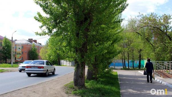 В Омске продолжат вырубку деревьев: на заседании «зелёной комиссии» одобрили новые сносы