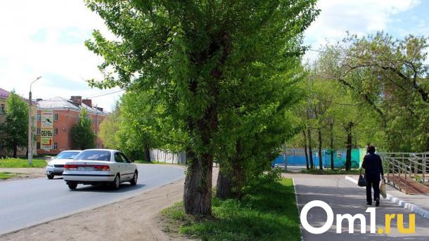 В Омске продолжат вырубку деревьев: на заседании «зелёной комиссии» одобрили новые сносы