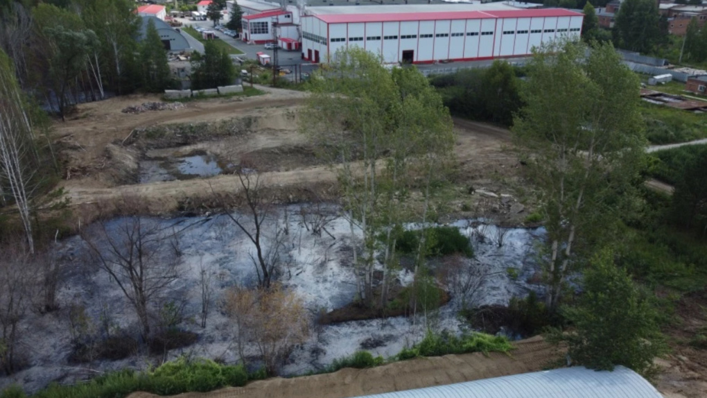 «Экологическая катастрофа!»: новосибирцы пожаловались на отходы от картонного комбината среди сосен
