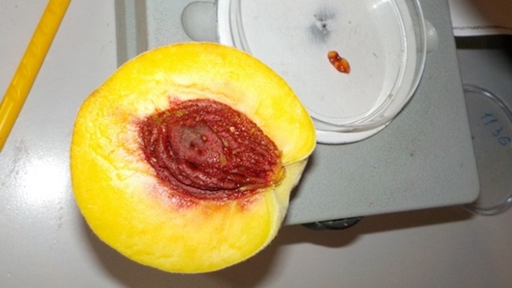 Из Казахстана в Омск не пустили зараженные персики