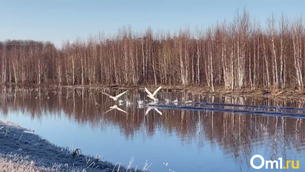 Пару лебедей, плывущую по разлитой реке, сняли на видео в Новосибирской области