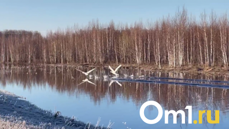 Пару лебедей, плывущую по разлитой реке, сняли на видео в Новосибирской области