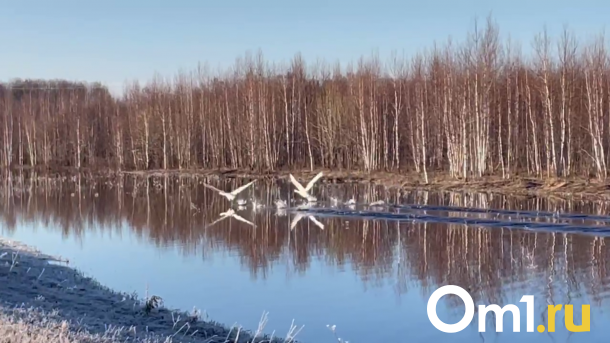 Пару лебедей, плывущую по разлитой реке, сняли на видео в Новосибирской области