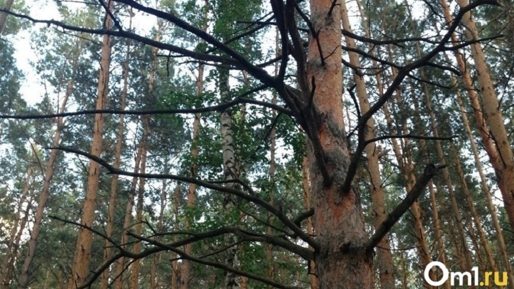 74 опасных дерева вырубят в Бугринской роще в Новосибирске