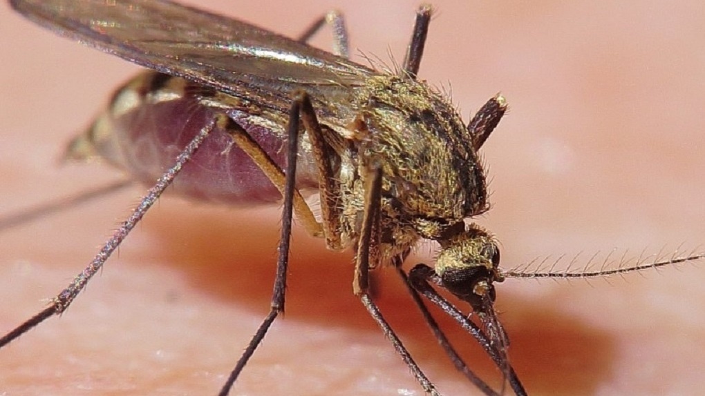 Осенью в России появятся комары-переносчики смертельной лихорадки - Роспотребнадзор