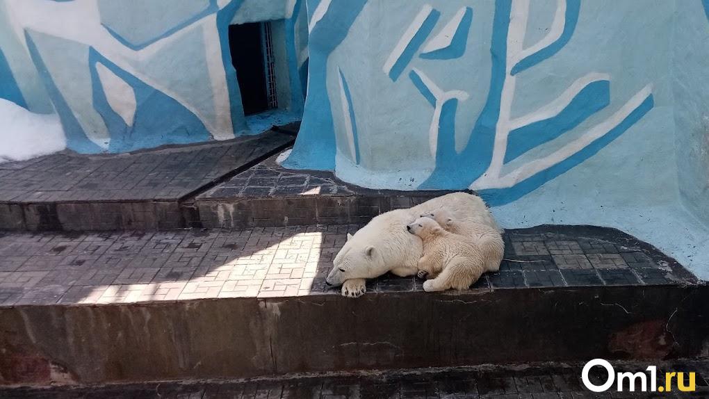 В Большереченском зоопарке снова появится белый медведь