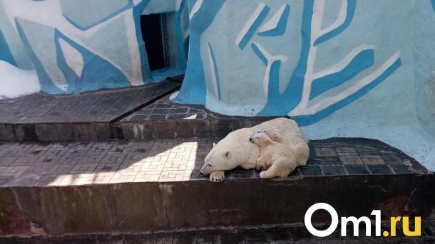 В Большереченском зоопарке снова появится белый медведь