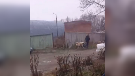 Вольер разбирают, а жители снова в страхе: алабай на Троллейной продолжает беспокоить новосибирцев