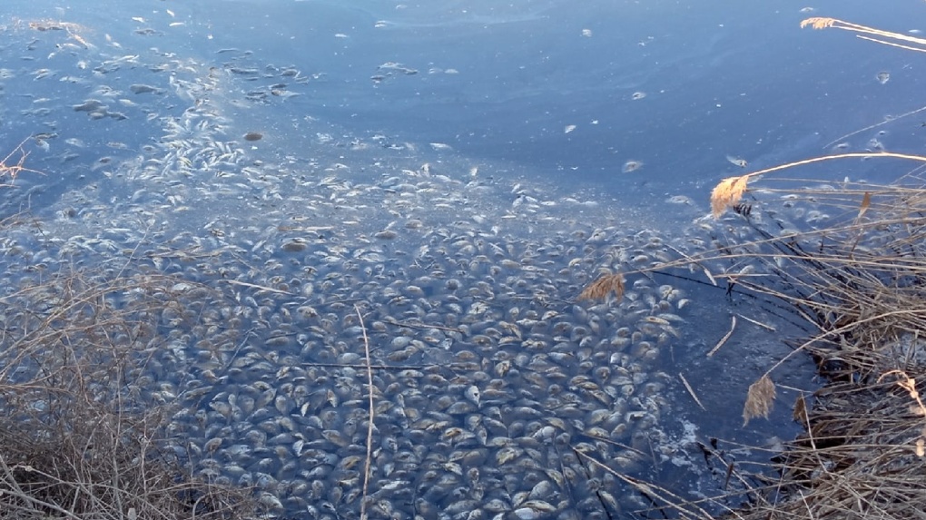 Замор рыбы в омских озёрах объяснили недостатком кислорода