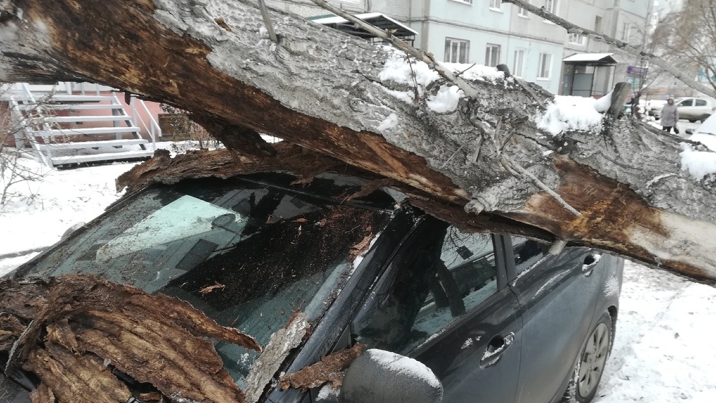 Слезаю с машины. Упало дерево на авто Омск. Обрушение дерева на придомовой территории на машину. Омск деревья на машинах. Дерево упало на Киа.