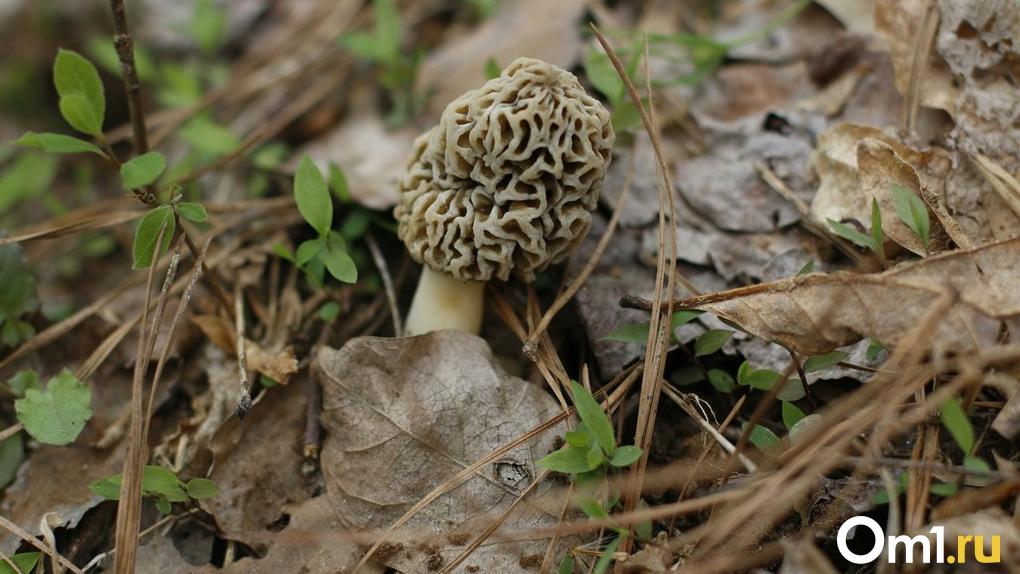 Омичи собирают в лесах по двадцать килограммов грибов
