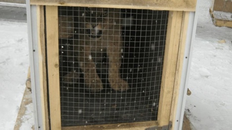 Ожидаем хищника: в Омск летит маленький африканский лев Зевс