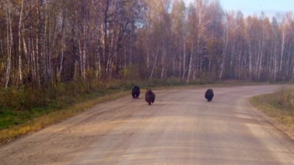 Трёх медведей заметили под Новосибирском