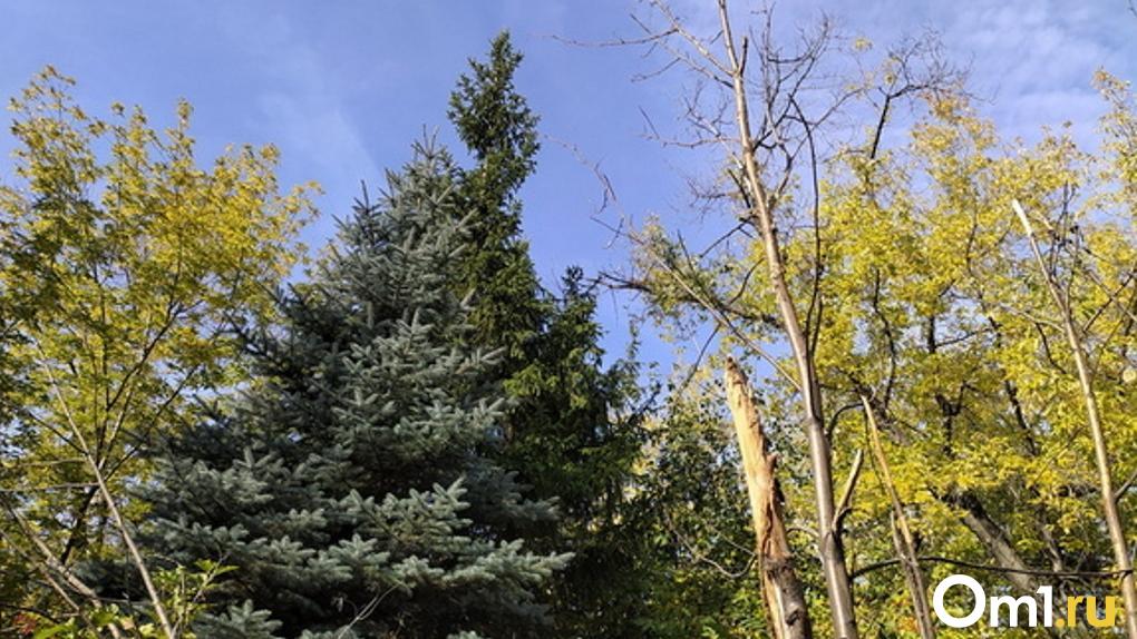 Деревья помечены краской: омичи боятся масштабной вырубки в парке 300-летия