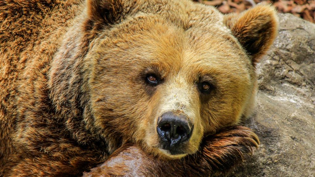 Экс-дрессировщики Герасимовы пошли в суд из-за изъятия медведей в Новосибирске