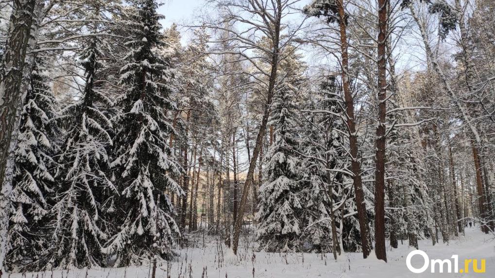 Морозы до -33 градусов вернутся в Новосибирскую область в феврале