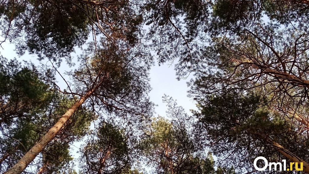 Долой «агрессивные» деревья: какие растения высадят в Новосибирске в 2022 году