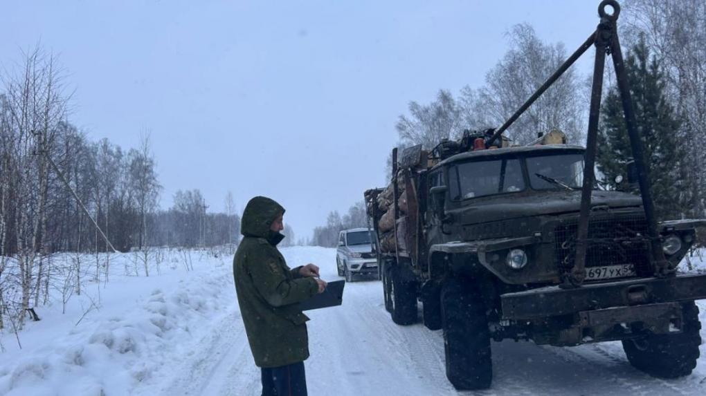 В Новосибирской области раскрыта крупная незаконная вырубка леса