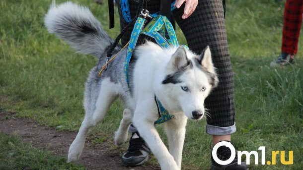 Россиян предложили штрафовать за самовыгул собак