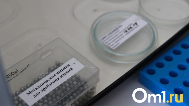 Клещи в Омской области покусали уже почти 2,5 тысячи человек