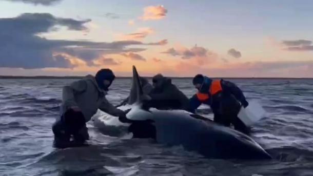 Операция по спасению косаток на Камчатке завершилась
