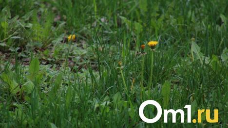 Роспотребнадзор: с начала сезона клещи покусали более 3 900 омичей