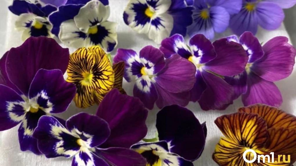 Популярные в Европе съедобные цветы начали продавать в Новосибирске