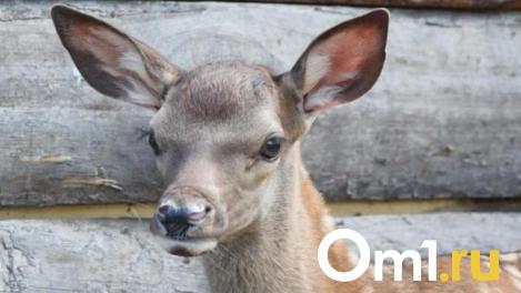 Прекрасны и опасны. Омичам рассказали, почему косуль нужно сторониться