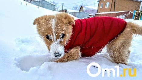 Затяжной снегопад захватит Омскую область