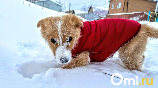 Затяжной снегопад захватит Омскую область