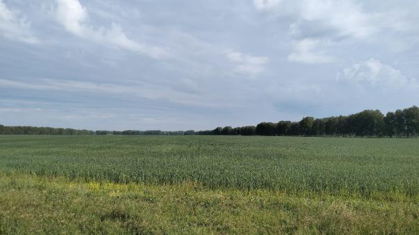 Алтайский край принял участие в выставке «День поля 2023» в Новосибирской области