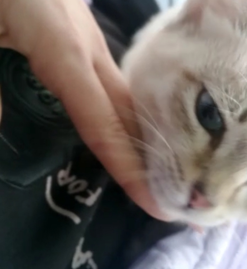 В Омской области дети играли на стадионе котом вместо мяча. ФОТО