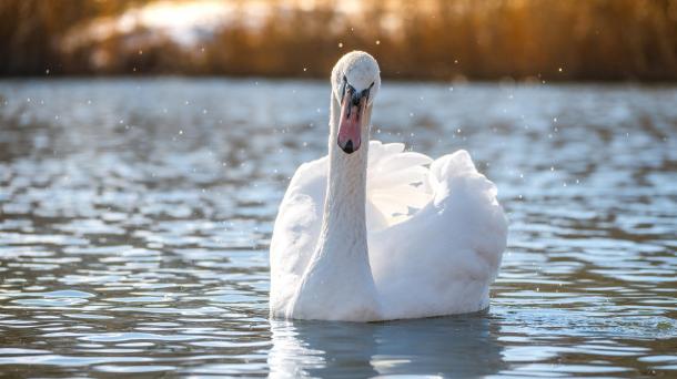 В парк имени 30-летия ВЛКСМ в Омске вернулись белые лебеди