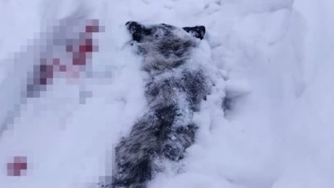 Открыли охоту на собак? Два окровавленных трупа животных обнаружили на снегу в Новосибирске