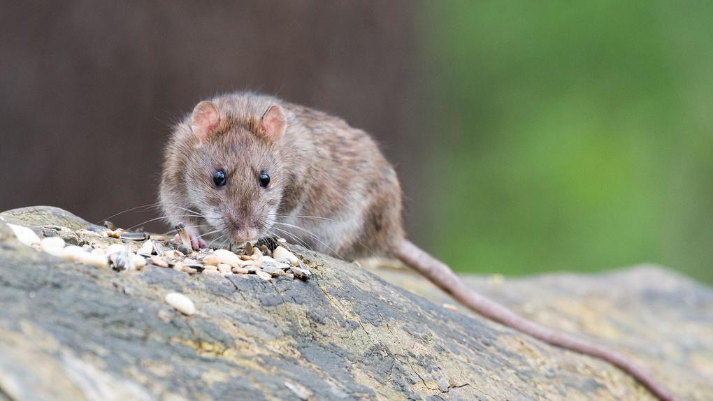 «Всё кишит грызунами»: новосибирцы пожаловались на полчища крыс на улицах города