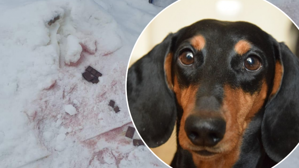 У новосибирцев умирают собаки из-за отравленного снега