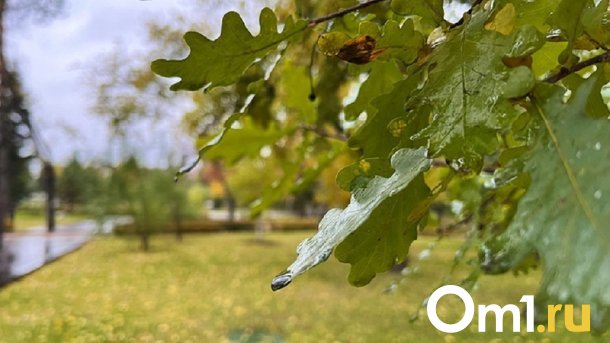 В Омск поставят саженцы за 12 миллионов рублей