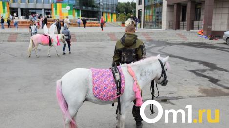 В Омске могут ограничить места для катания детей на лошадях и пони