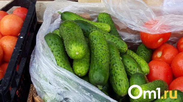 Омским дачникам рассказали, как сохранить урожай огурцов