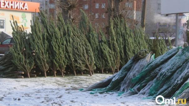 На ёлочные базары Омска пытались ввести 3000 заражённых насекомыми сосен